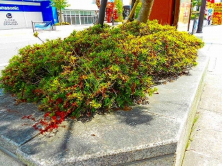 DSCN6794.jpg