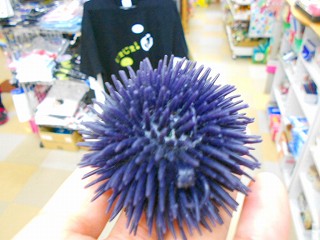 DSCN7203.jpg