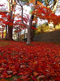 DSC_0211.jpg