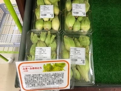 ふきのとう.jpg