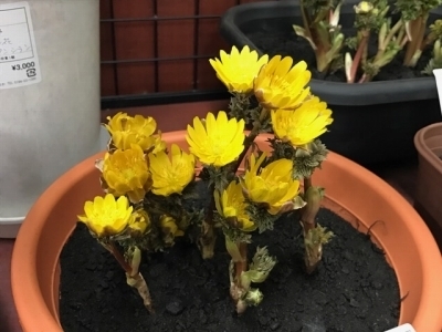 福寿草2.jpg