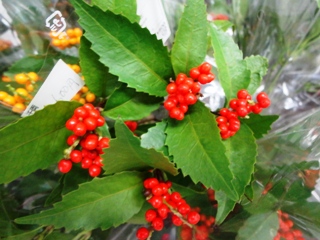 bDSC05196.jpg
