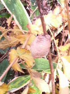 カマキリのたまご.jpg
