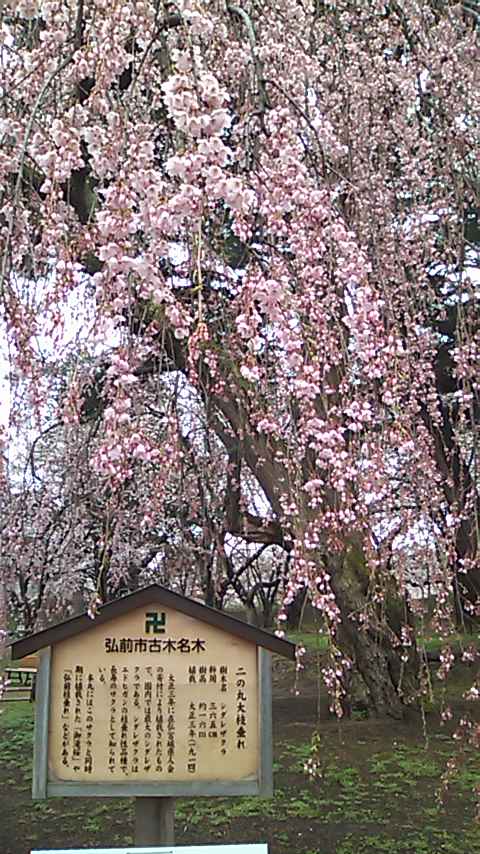 桜