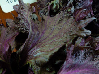 sP1010797.jpg